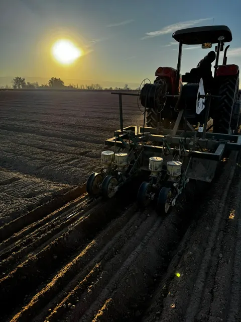 Tractor con sembradora trabajando al amanecer