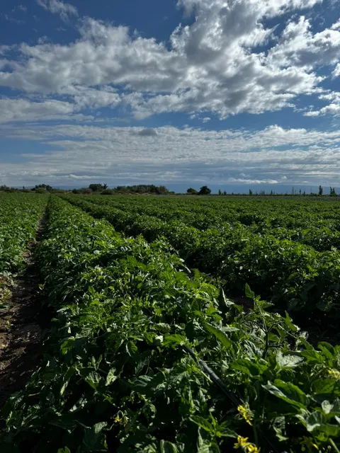 Cultivo en hileras bajo cielo con nubes