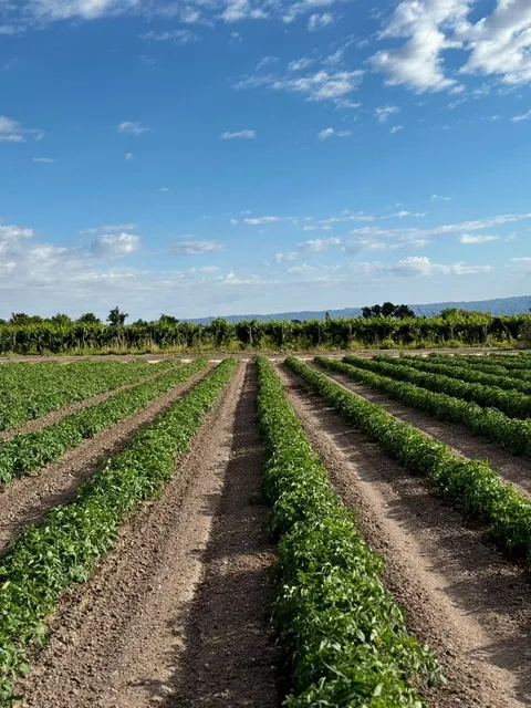 Hileras de cultivo con la cordillera de fondo