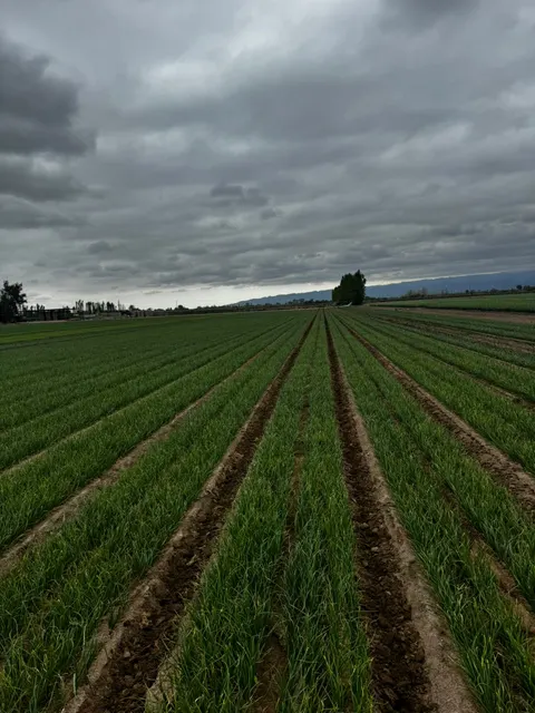 Hileras de cebolla en crecimiento
