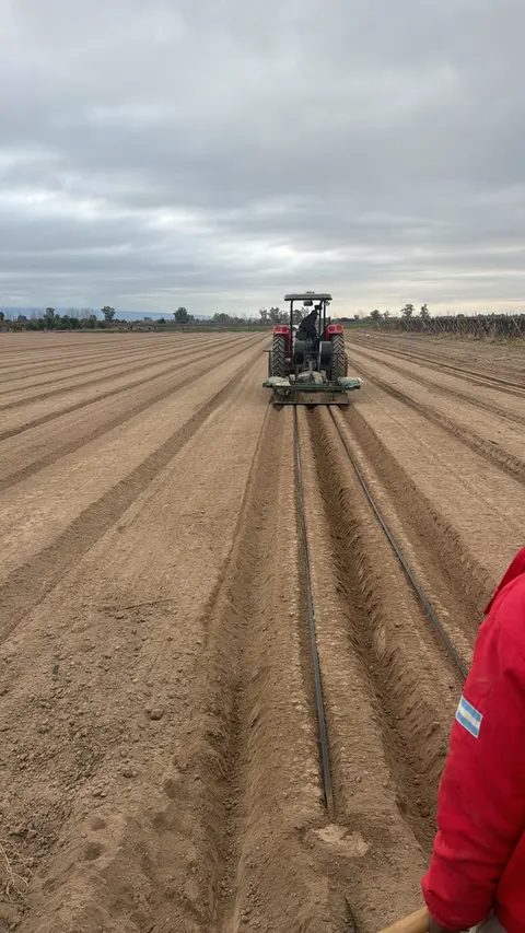 Recorrida de los surcos preparados