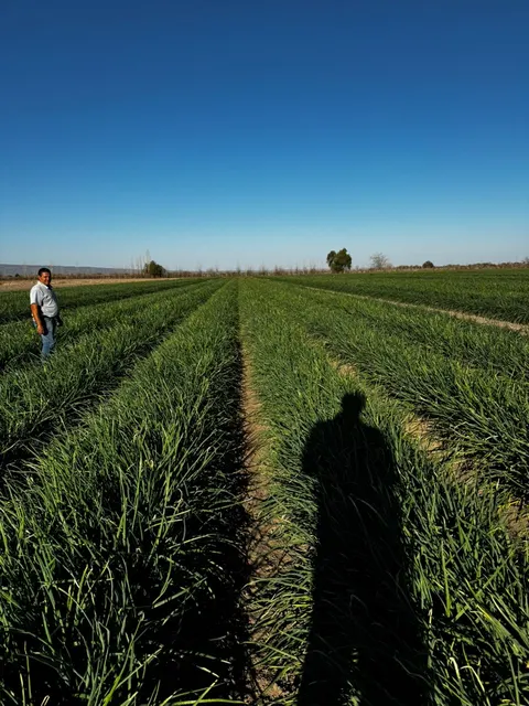 Recorrida por un lote de cebolla