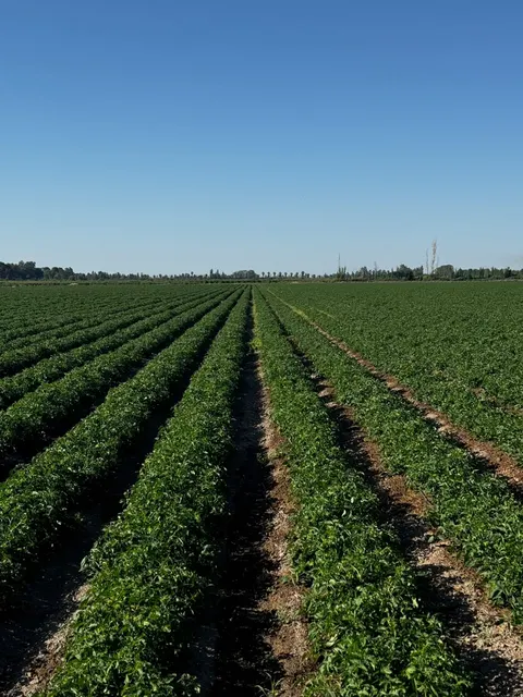 Lote de cultivo en hileras parejas