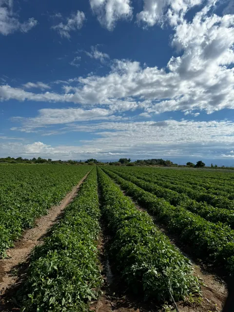 Cultivo en hileras bajo cielo azul