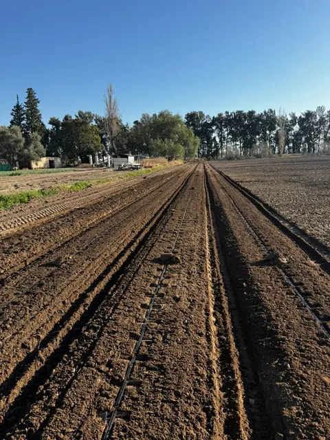 Surcos recién preparados para la siembra