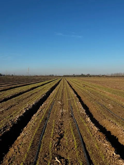 Plantas de cebolla recién nacidas en los bordos