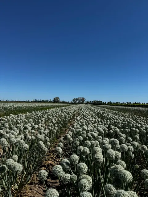 Lote de cebolla en floración