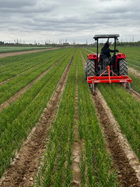 Tractor curando el cultivo de cebolla