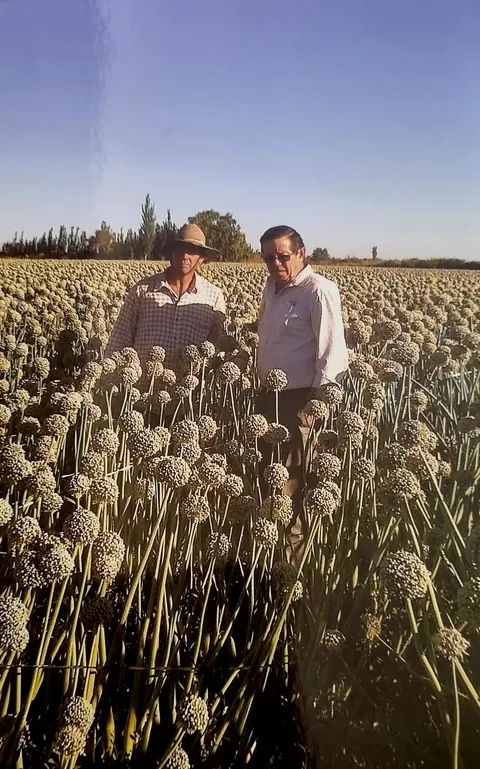 Los dueños de Semillas Oñate en un lote de cebolla para semilla en plena floración